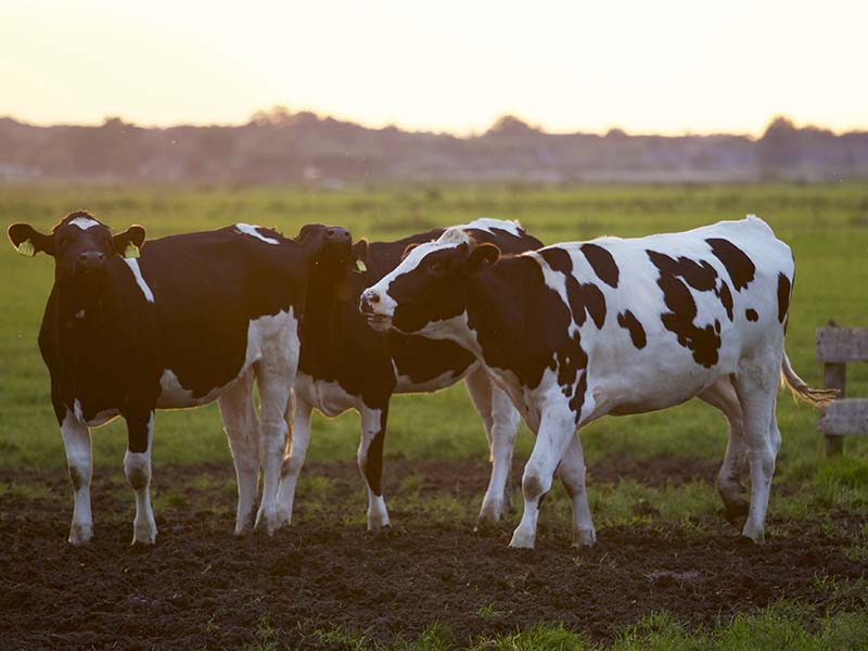 AGROPECUÁRIA É O SETOR QUE MAIS CRESCE NA PANDEMIA