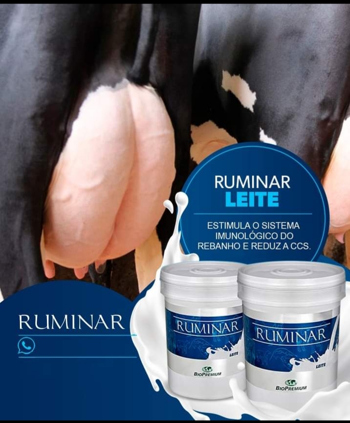 Imagem ilustrativa de RUMINAR LEITE
