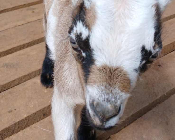 Banner Mini Cabras