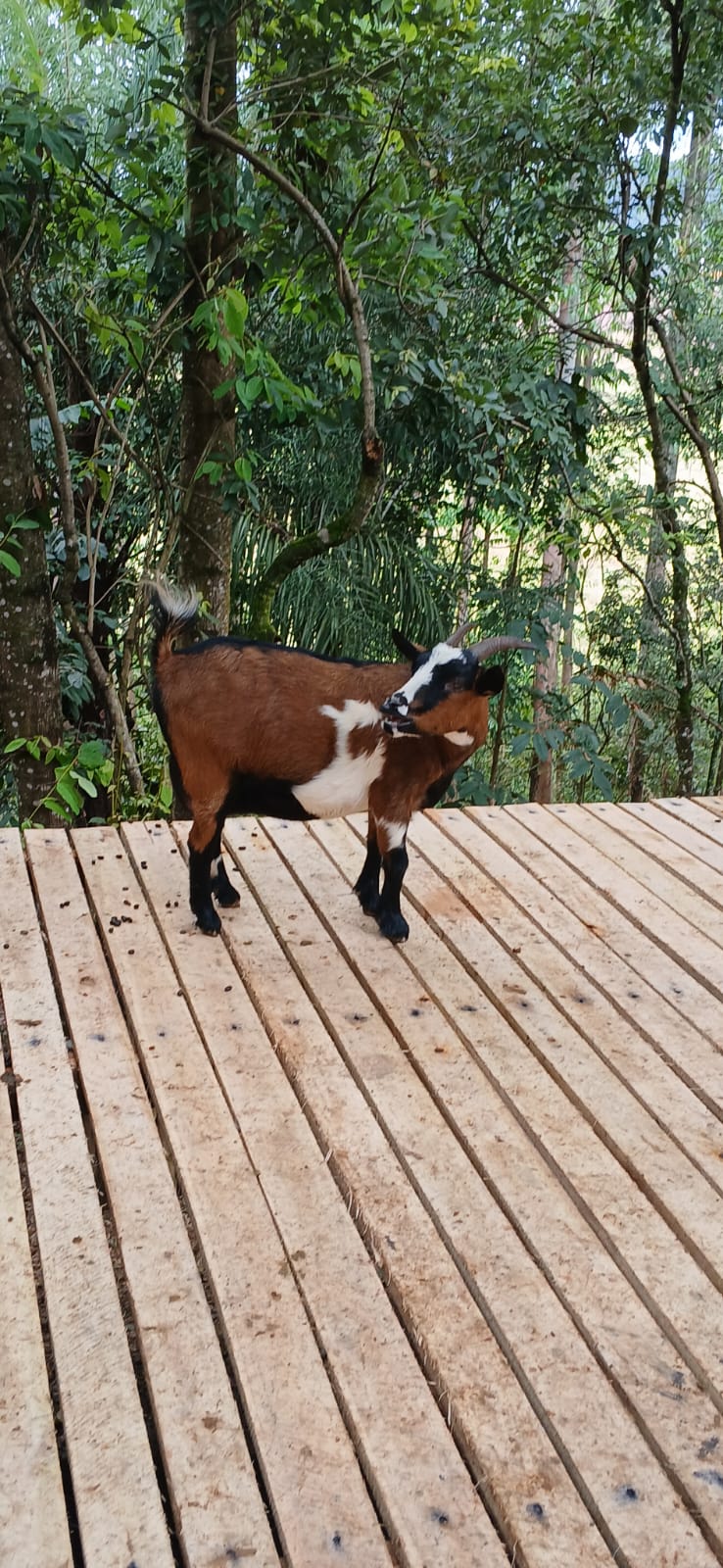 Imagem de Cléo
