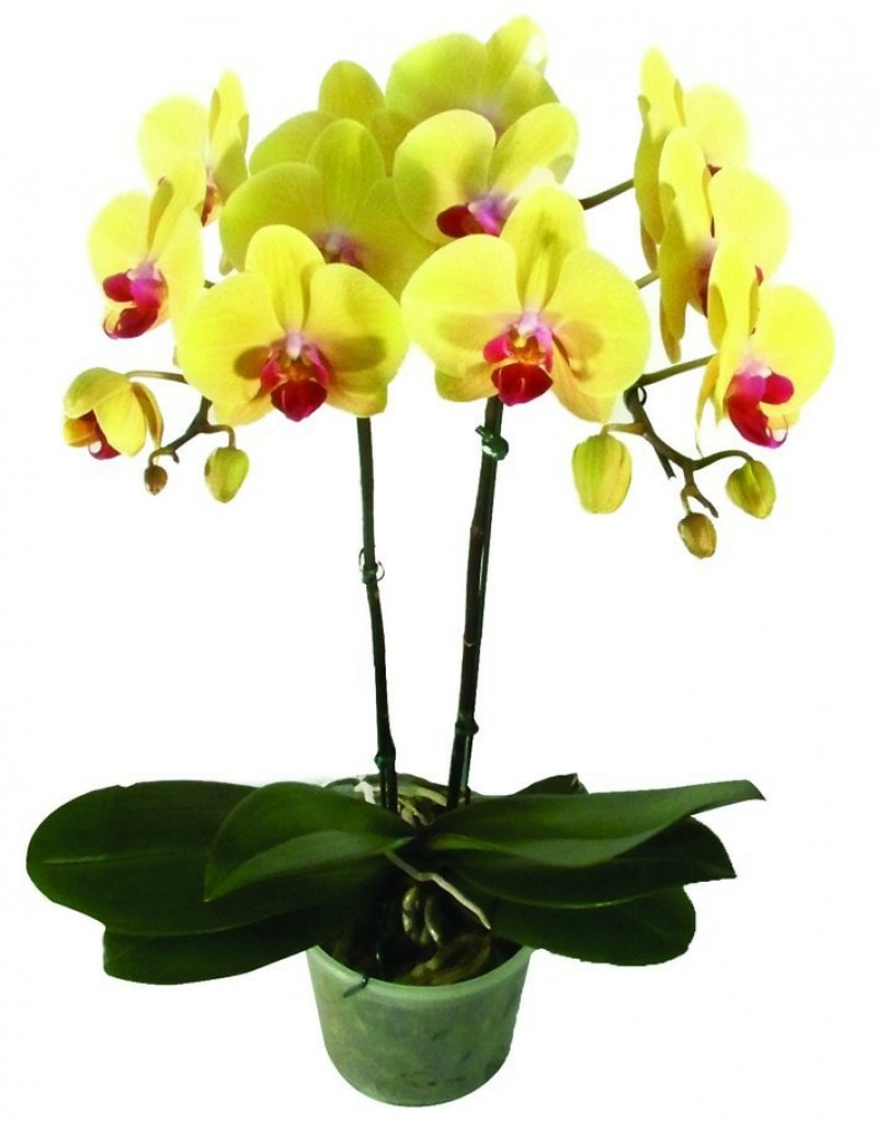 Amazon Flores - ORQUIDEA PHALAENOPSIS